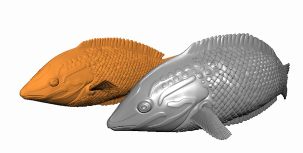 checkerboard wrasse tropical fish ma - Checkerboard Wrasse Fish by fishzombie